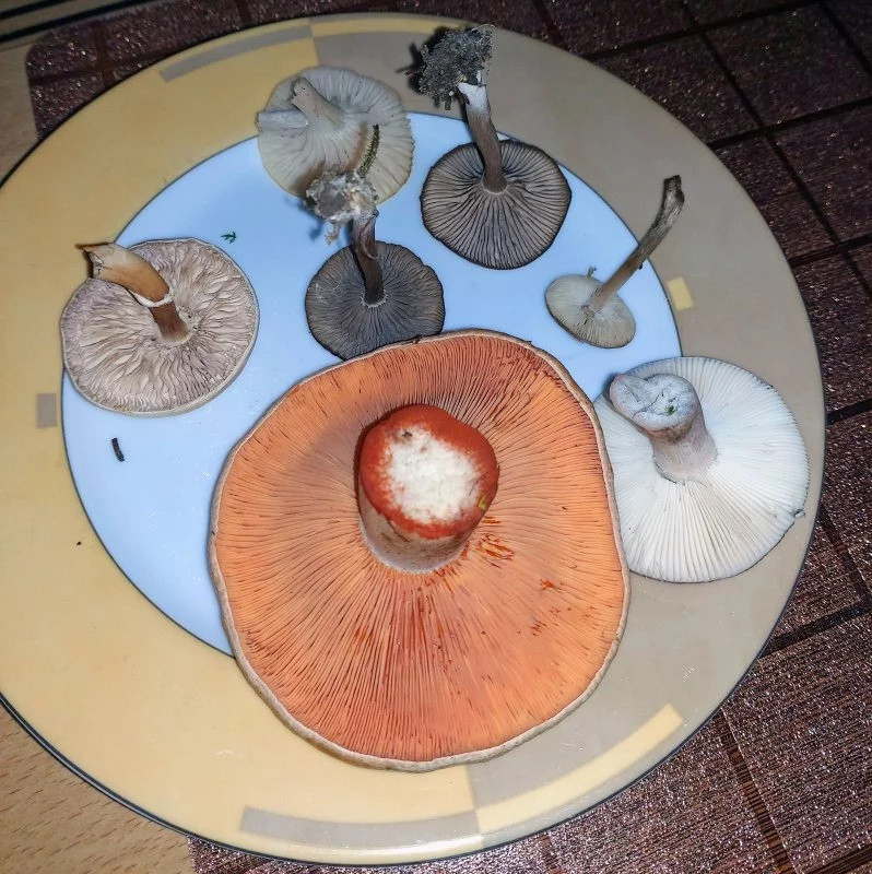 pilze im Garten-1.webp