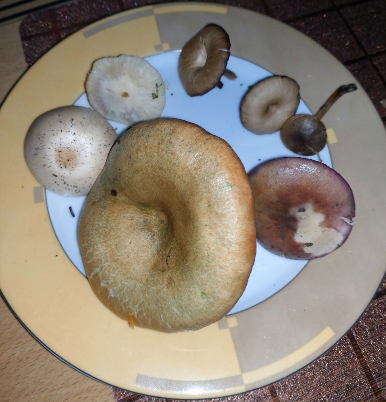 pilze im Garten-2.jpg