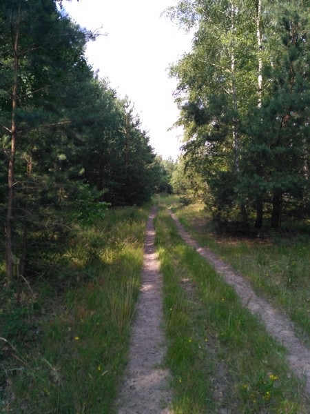 pilze.jpg