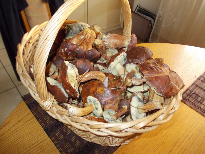 pilze oktober 002.JPG