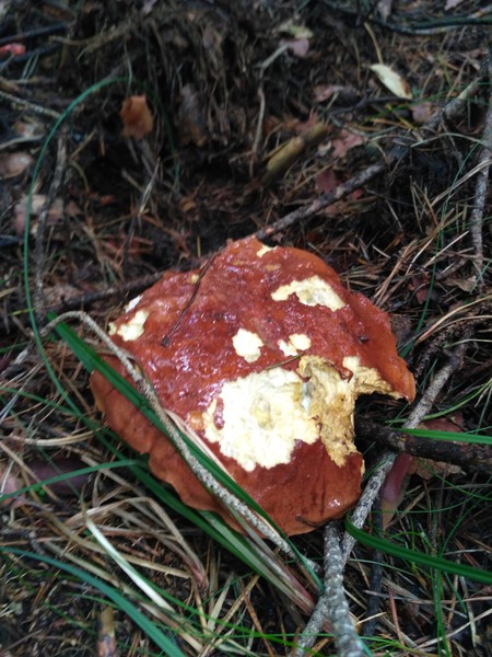 pilze4.jpg