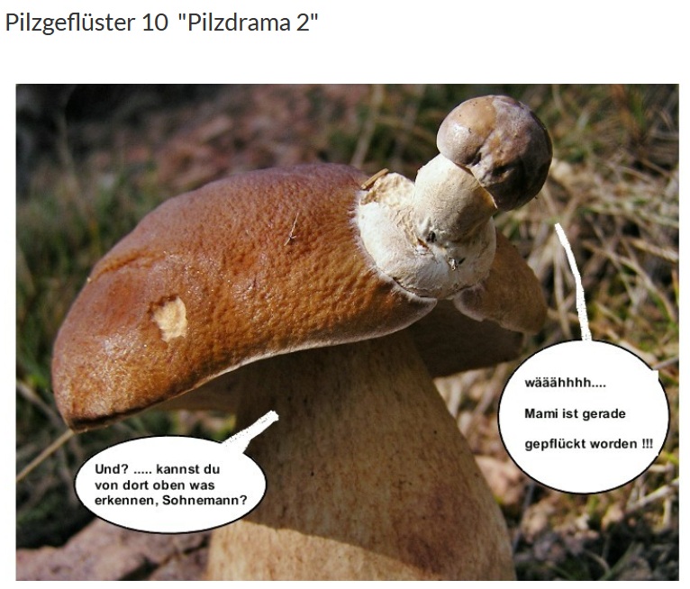 Pilzgeflüster 10.jpg