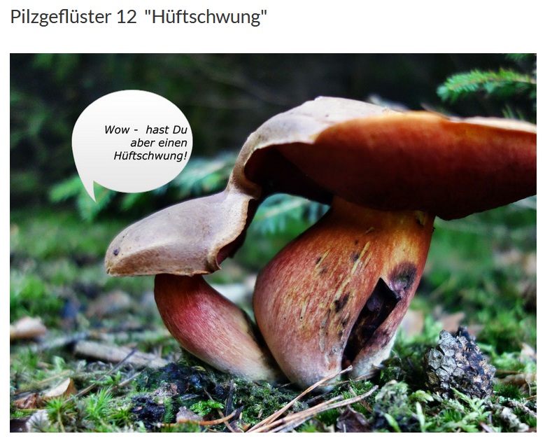 Pilzgeflüster 12.jpg
