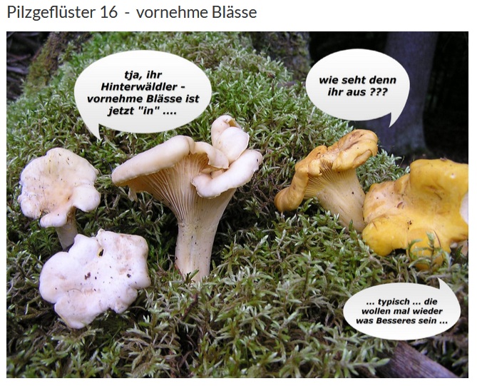 Pilzgeflüster 16.jpg