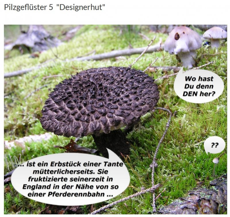 Pilzgeflüster 5.jpg