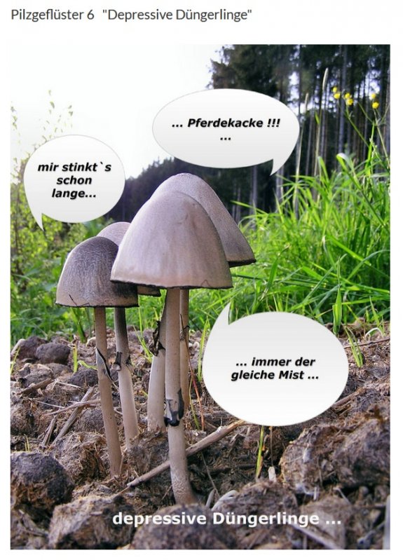 Pilzgeflüster 6.jpg