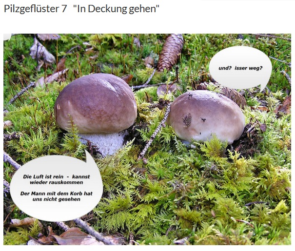 Pilzgeflüster 7.jpg