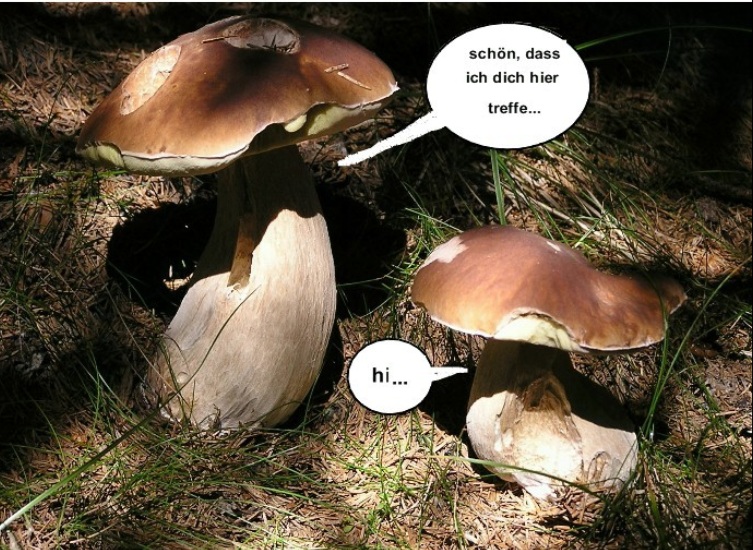 Pilzgeflüster 8a Date.jpg