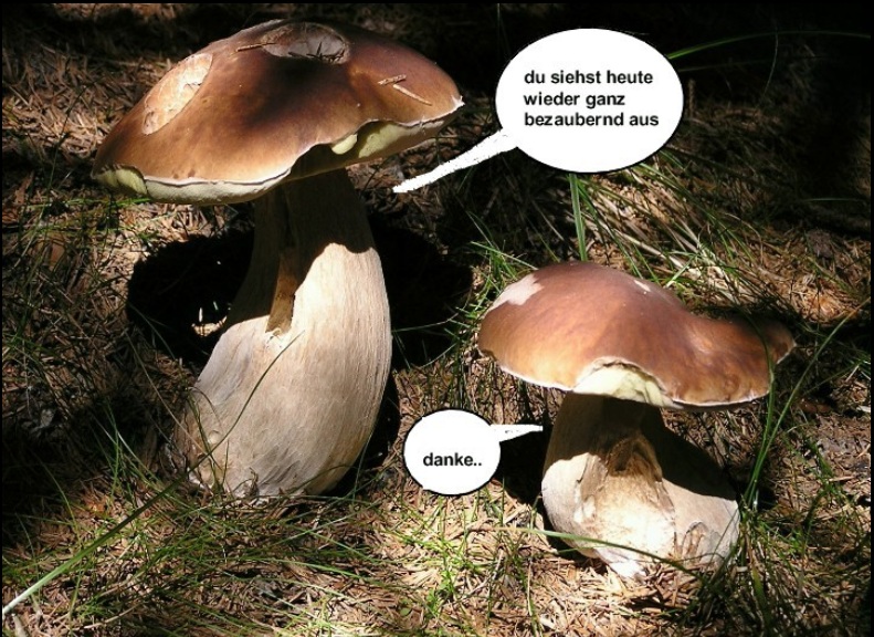 Pilzgeflüster 8b Date.jpg