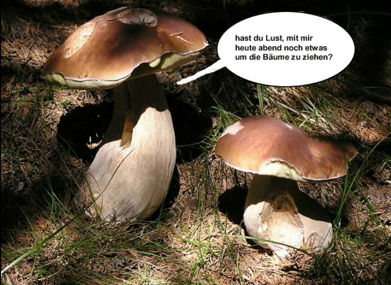 Pilzgeflüster 8c Date.jpg