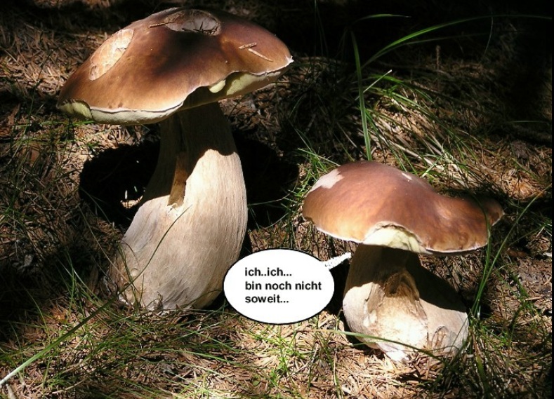 Pilzgeflüster 8d Date.jpg