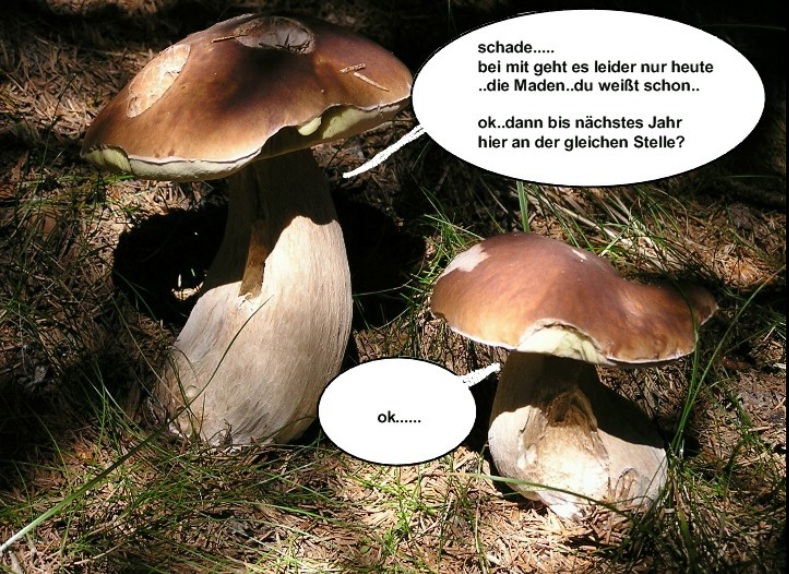 Pilzgeflüster 8e Date.jpg
