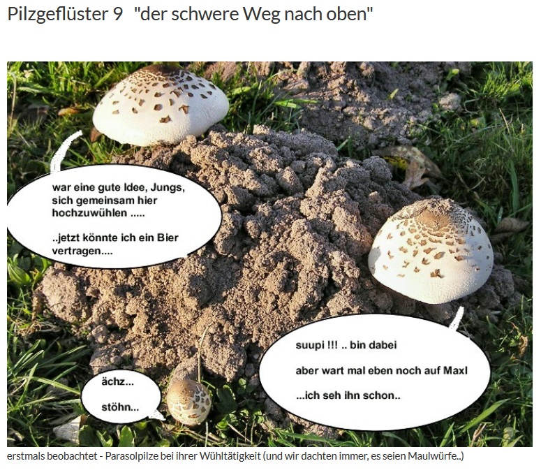 Pilzgeflüster 9.jpg