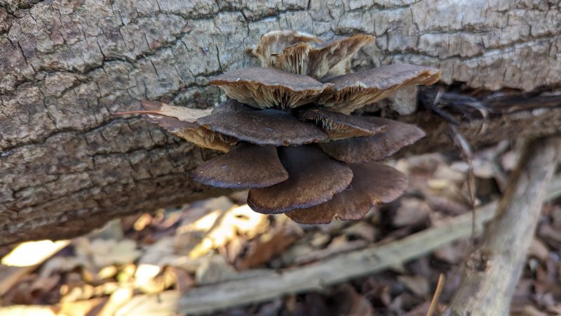 pxl_20231218_122045629-jpg.263730