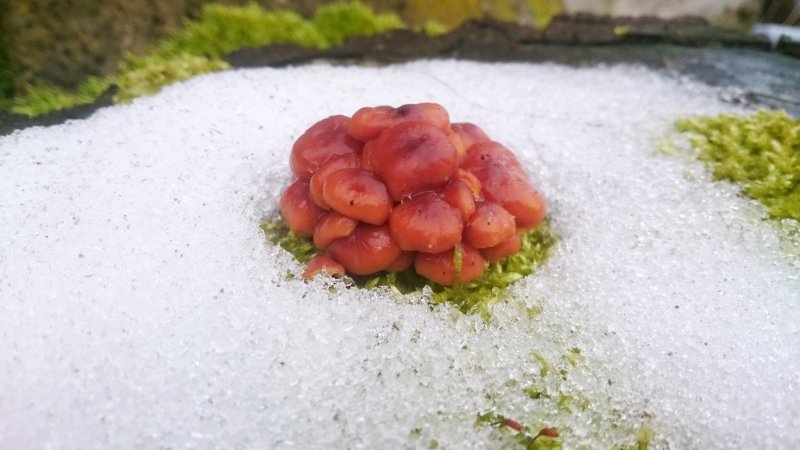 samt23.3.2017_2.JPG samt23.3.2017_2.JPG