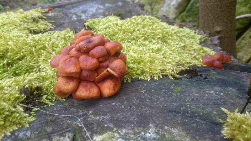 samt26.3.2017_1.JPG samt26.3.2017_1.JPG