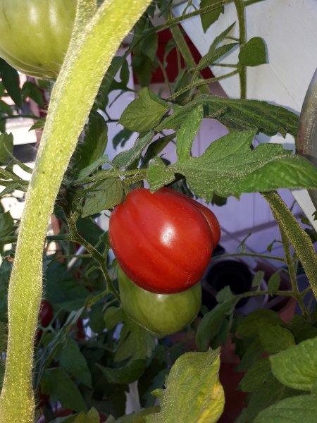 San Marzano 6.8.jpg