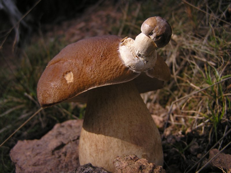 Thüringer Wald 042.jpg