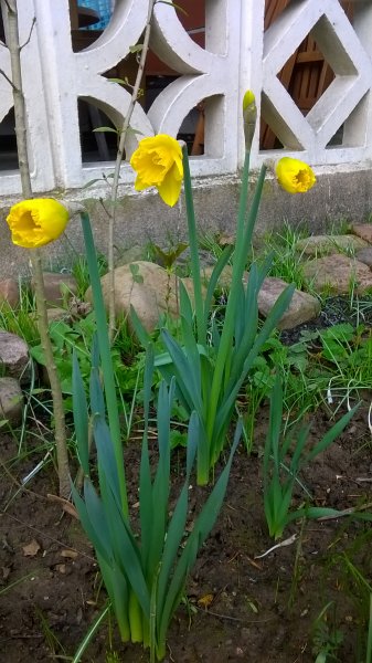 WP_20170320_17_52_35_Pro.jpg