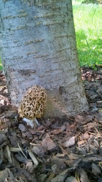 WP_20170430_13_56_01_Pro.jpg