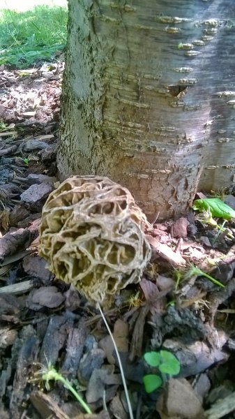 WP_20170430_13_56_14_Pro.jpg