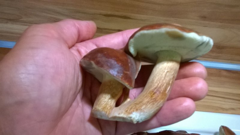 WP_20170806_12_20_31_Pro.jpg