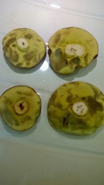 WP_20170819_11_23_23_Pro.jpg