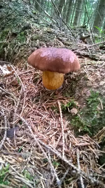 WP_20170820_16_23_20_Pro.jpg