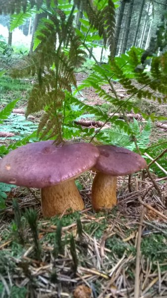 WP_20170820_16_25_22_Pro.jpg