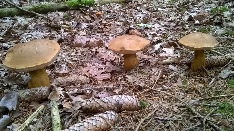 WP_20170820_16_39_02_Pro.jpg