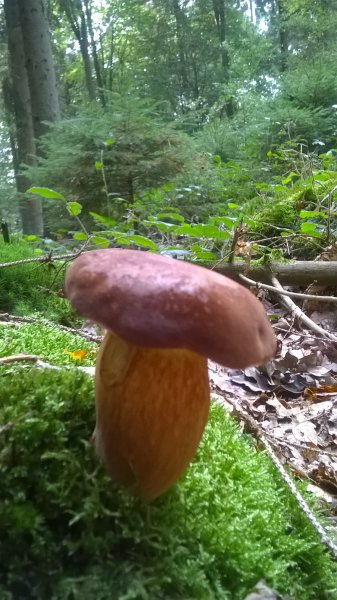 WP_20170822_17_39_14_Pro.jpg