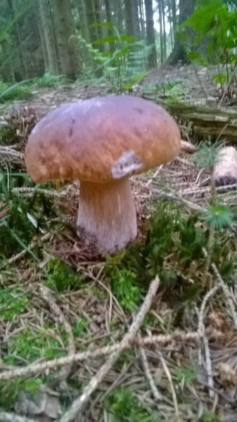 WP_20170825_19_48_54_Pro.jpg