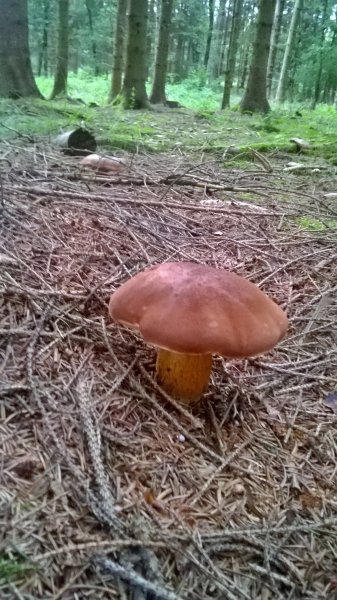 WP_20170825_19_50_15_Pro.jpg