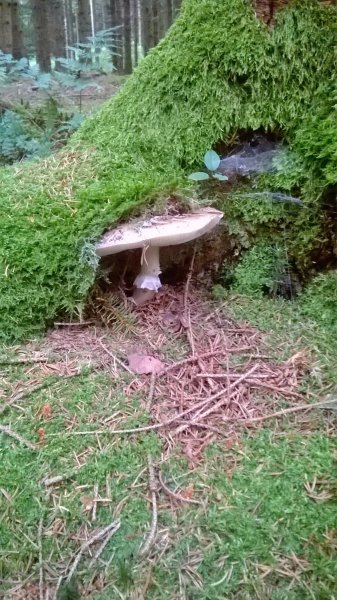 WP_20170825_19_55_32_Pro.jpg