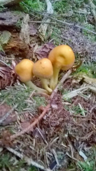 WP_20170825_20_06_19_Pro.jpg