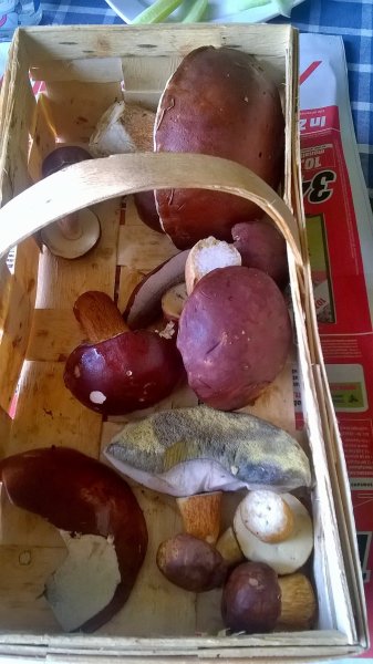 WP_20170910_12_46_39_Pro.jpg
