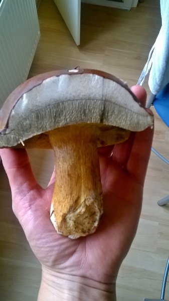 WP_20170910_12_47_04_Pro.jpg