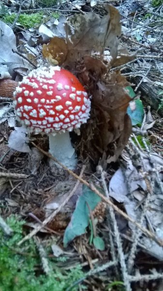 WP_20170916_18_23_53_Pro.jpg