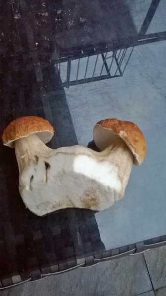 WP_20170920_19_17_10_Pro.jpg