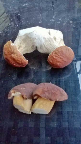 WP_20170920_19_17_26_Pro.jpg