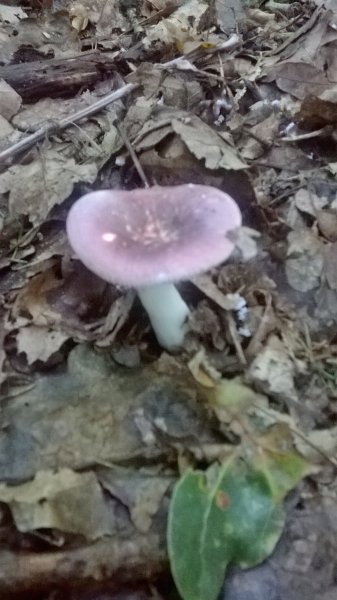 WP_20170929_17_52_56_Pro.jpg