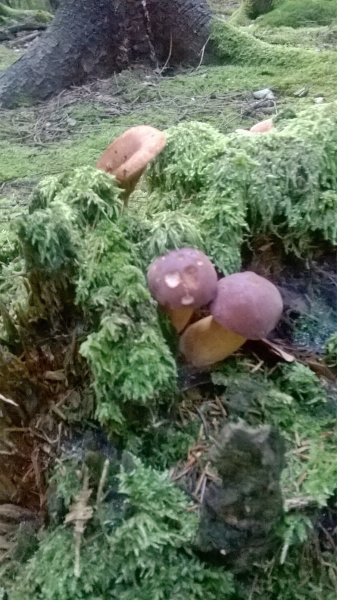 WP_20170929_18_01_33_Pro.jpg
