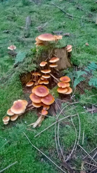 WP_20170929_18_24_59_Pro.jpg
