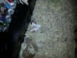 1238026_579678482093661_667958274_n.jpg 1238026_579678482093661_667958274_n.jpg