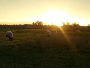 1383387_595104480551061_886080606_n.jpg 1383387_595104480551061_886080606_n.jpg