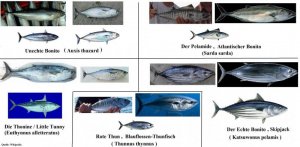 Thunfisch ähnlich für Forum.jpg