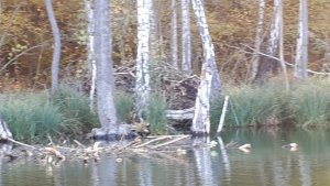 IMG-20181031-WA0003.jpg IMG-20181031-WA0003.jpg