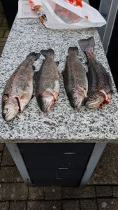 IMG-20181031-WA0000.jpeg IMG-20181031-WA0000.jpeg