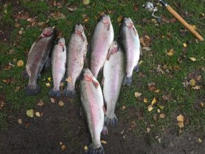 IMG_20181030_134411.jpg IMG_20181030_134411.jpg