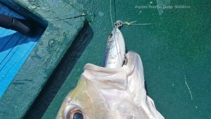 20181103_095751.jpg 20181103_095751.jpg